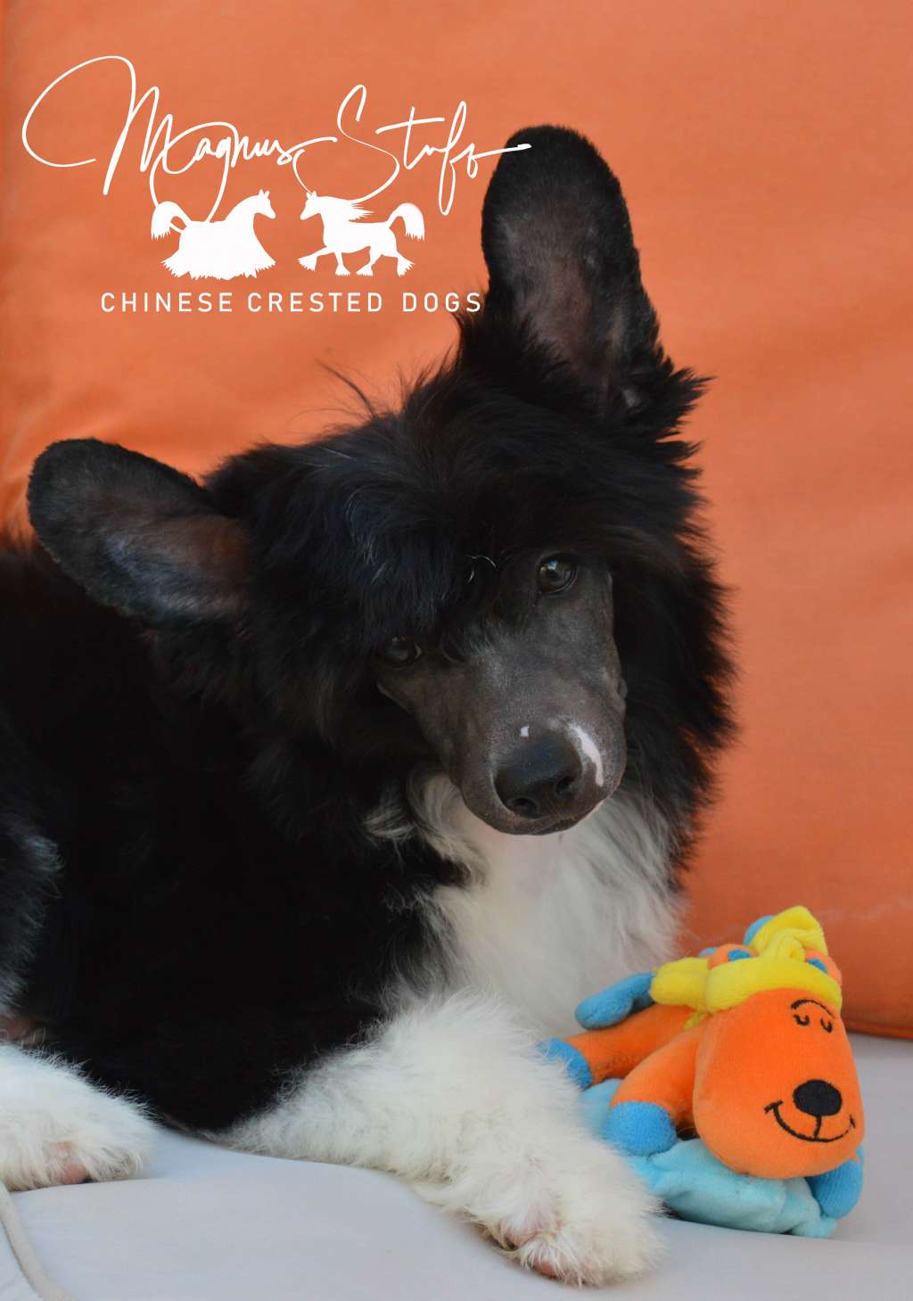 Magnus Staff Edipo Rey