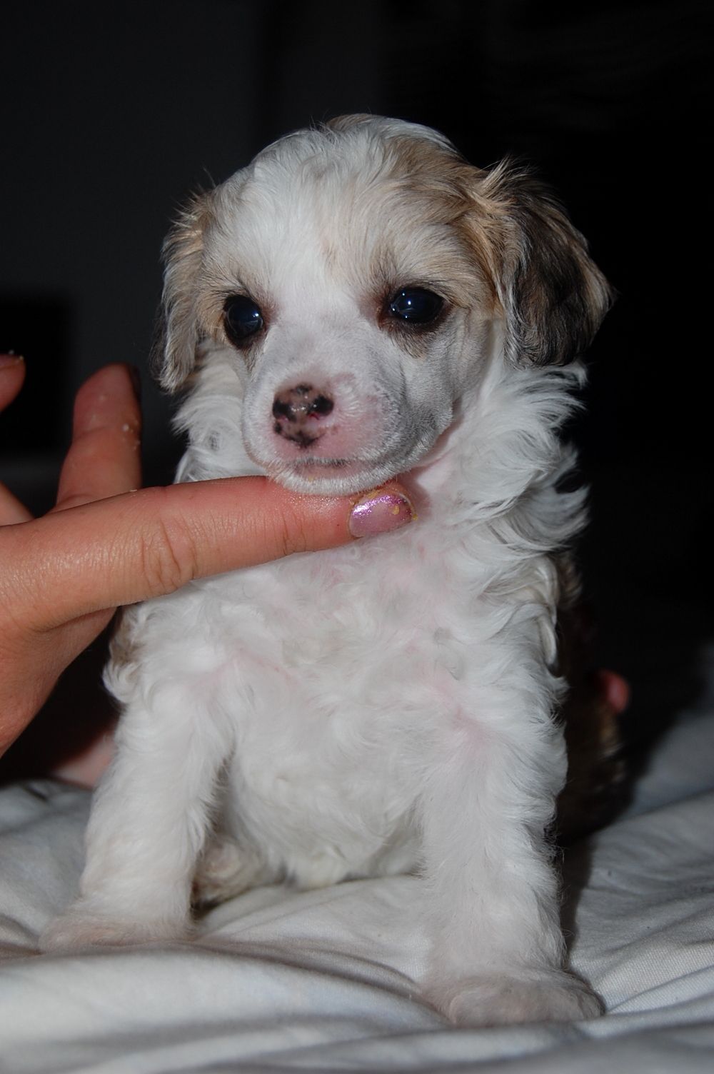 Candy Queen's Sweetest Thing Ever