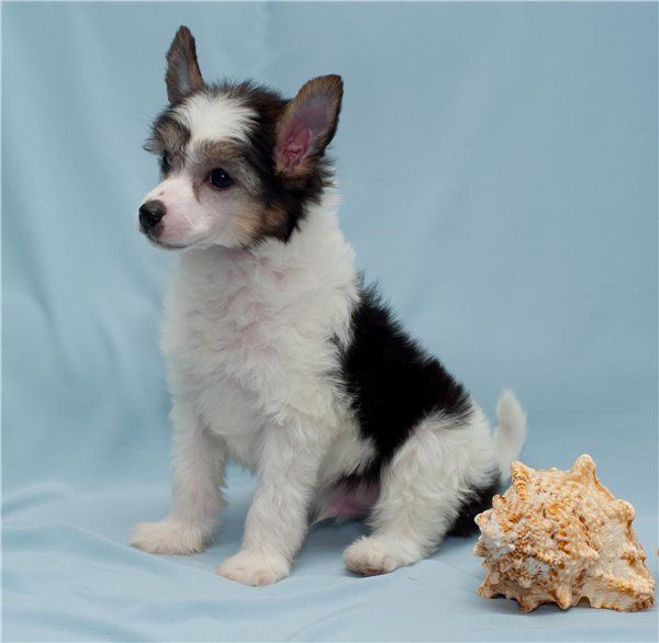 Vestvud iz Vanil"nyh Snow