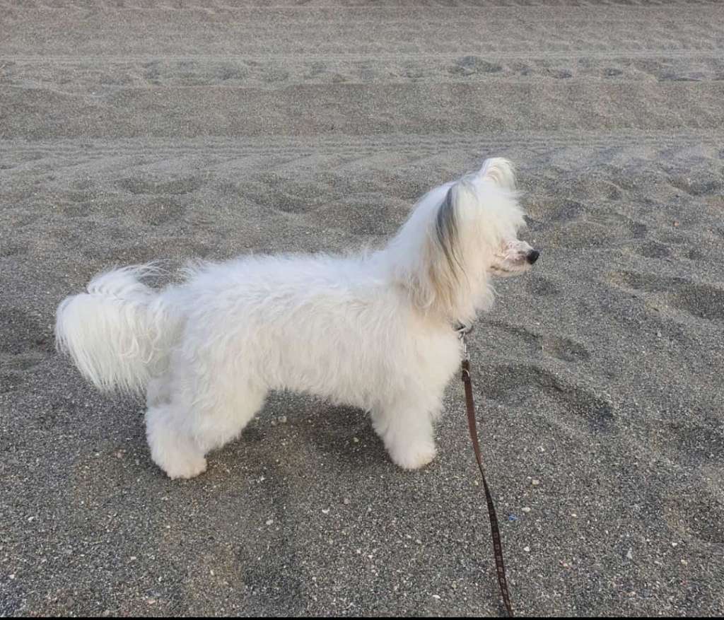 Dorothea vom Blühmchen