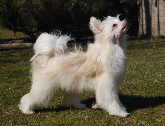 Golden Diamond Cresteds Aggie