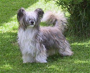 Dragon Moon Enjoy My Charm