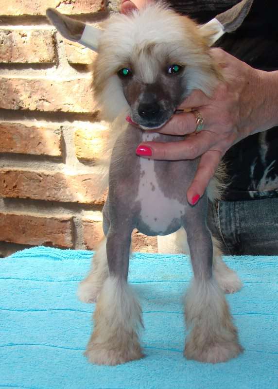 Patagonia Ranch Polo Red