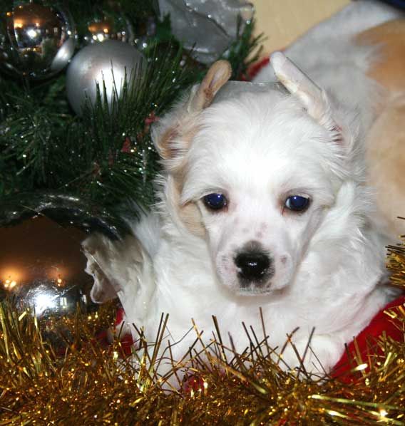 C'shanghai Du Pave De Varennes