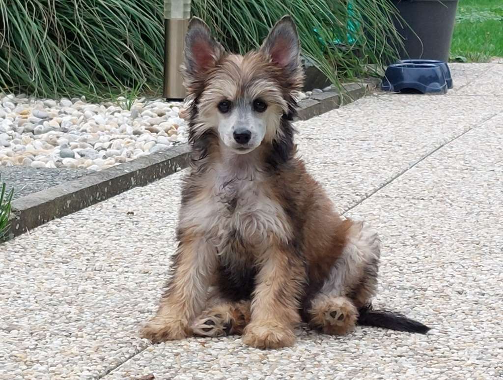 Elisha Moravia Carolline