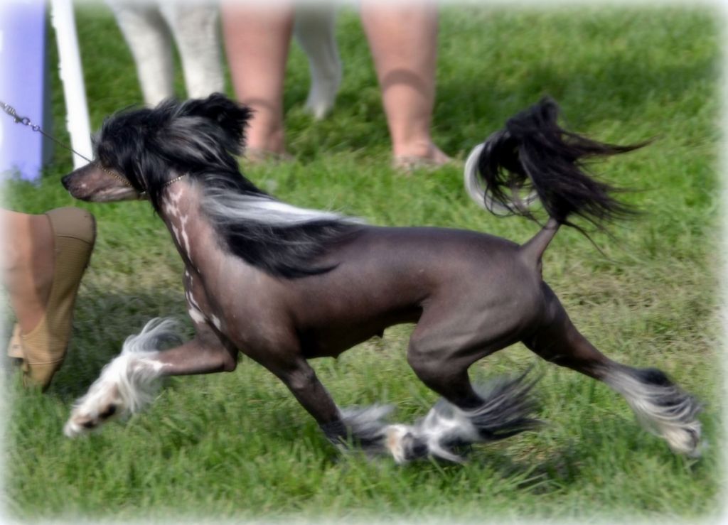 Shandor's KickAss Kelly