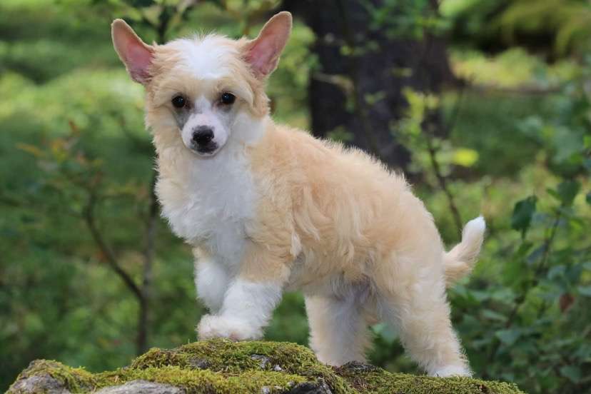 Fairytale Princes de la Roses