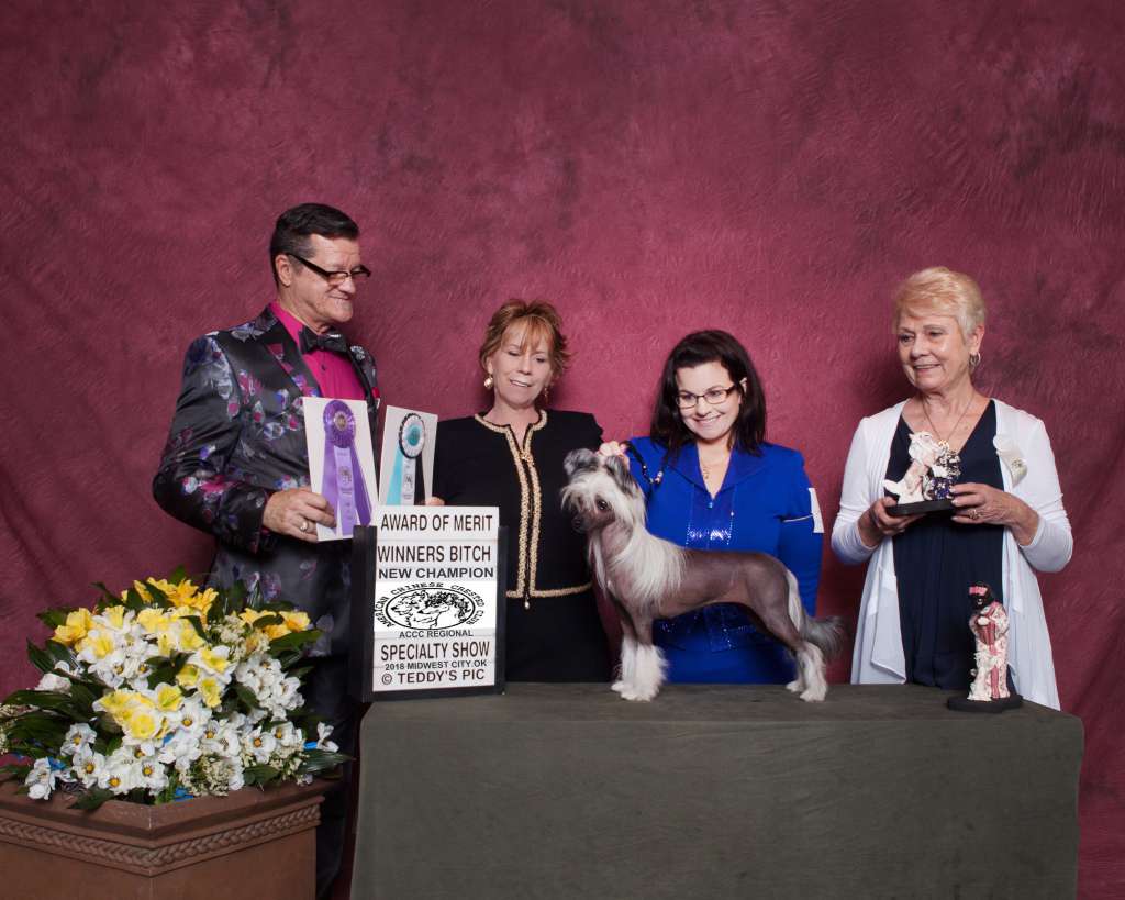 Dasha Cabaret Too Glam To Give a Damn AOM