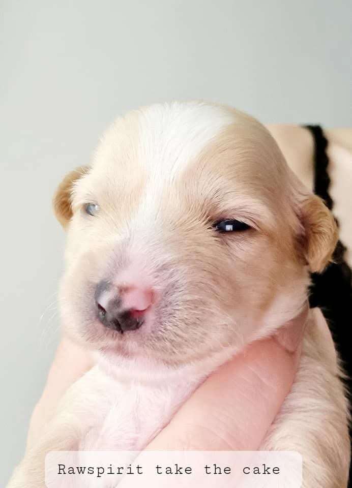 Rawspirit Take The Cake