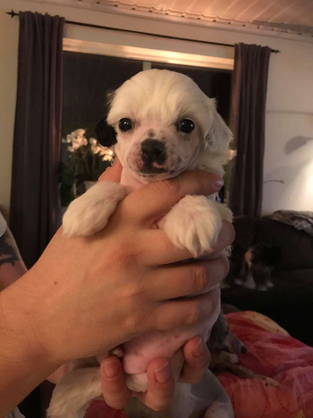 MhaLhi's Like a Diamond