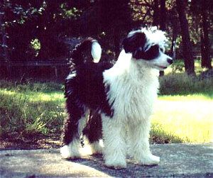 Mini-Crest Lovely Chess