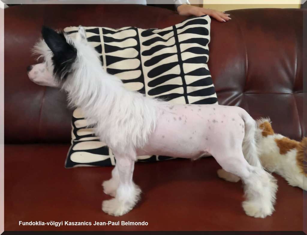 Fundoklia-völgyi Kaszanics Jean-Paul Belmondo