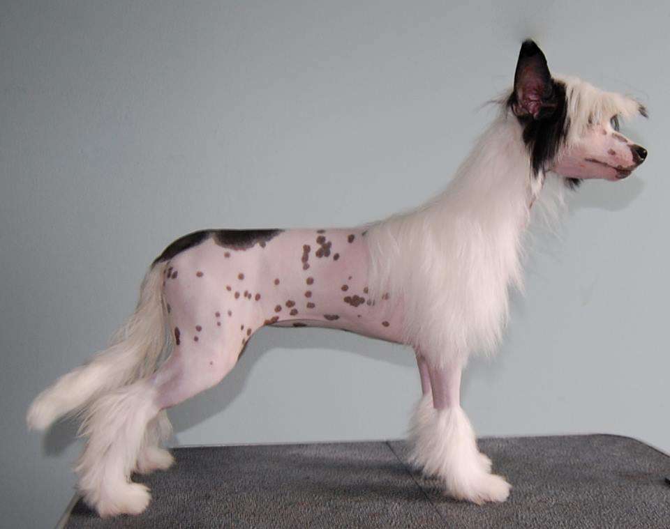 Crestyle Rodridge Rochelle For Bondor Hl