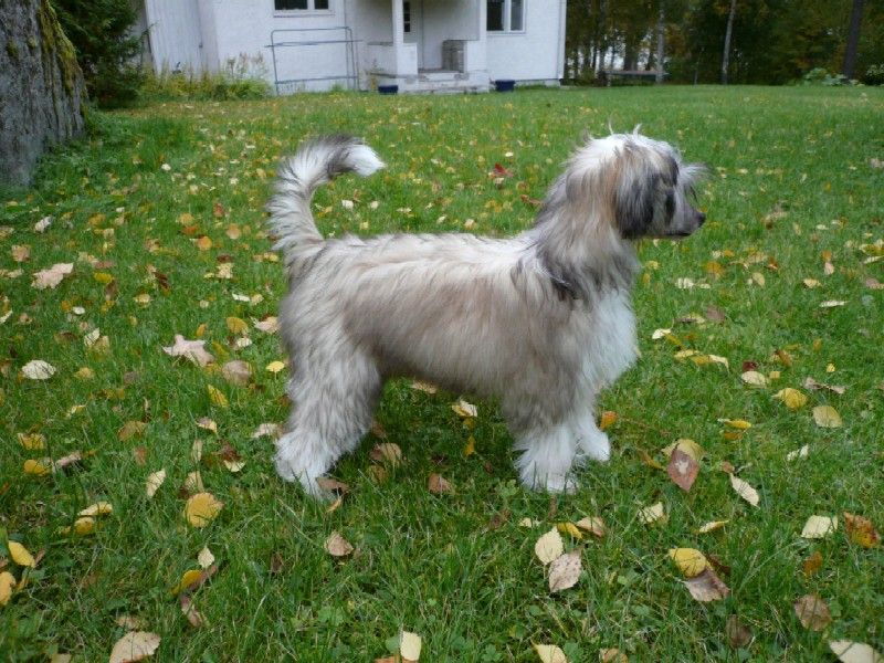 Dragon Moon Illusionist