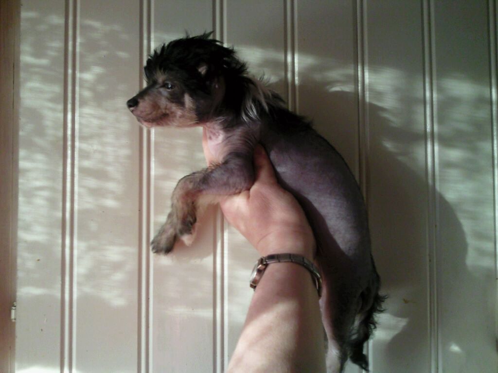 Tournais Gives A Rats Ass