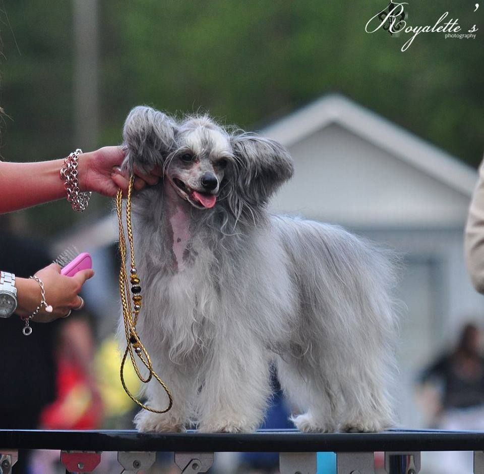 Famrus Te Quero Mucho