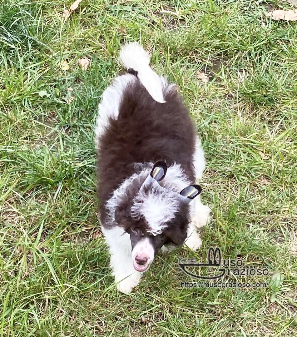 Muso Grazioso Choco Bomb