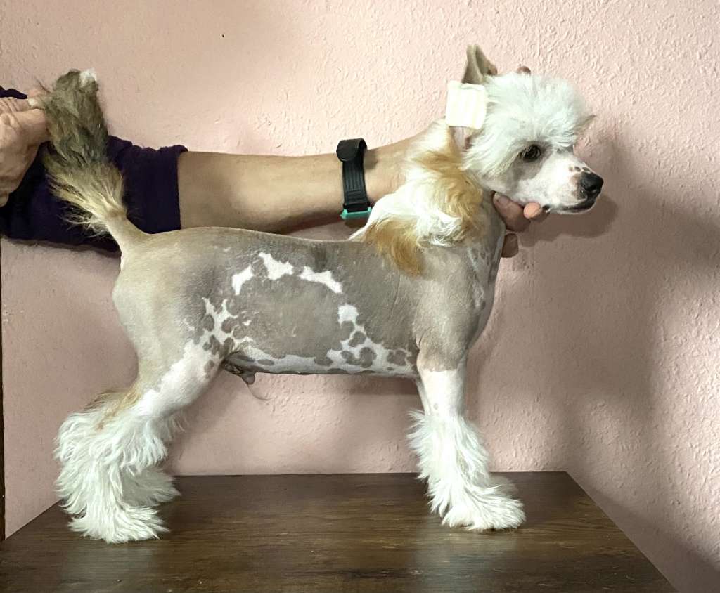 Nixon  von Shinbashi