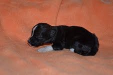 Toobaloon Flying Angel