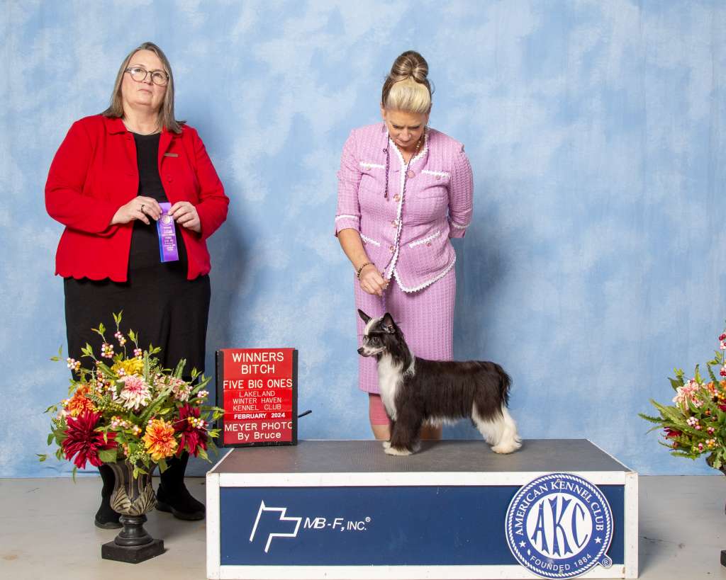 CH Brymar FHL Heir To The Throne