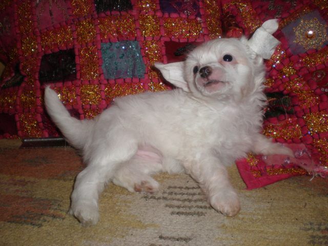 Picture
