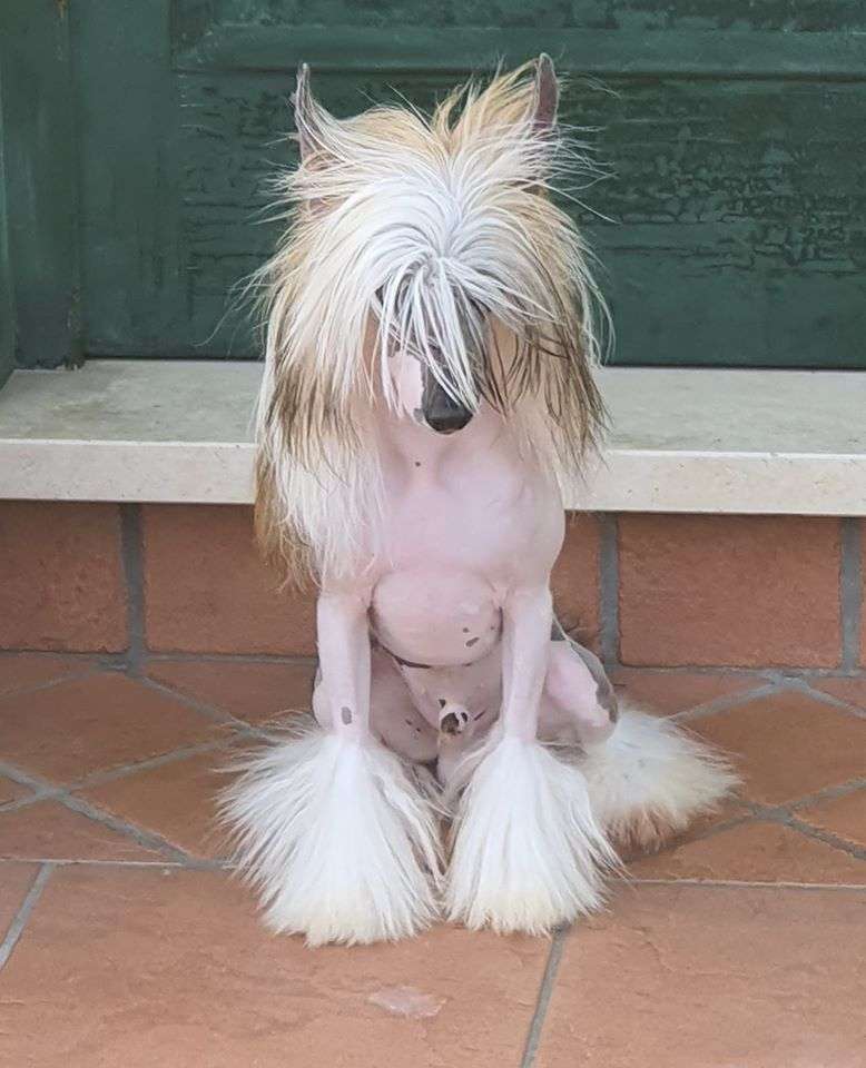 Dakot Rose Born To Be Dandy