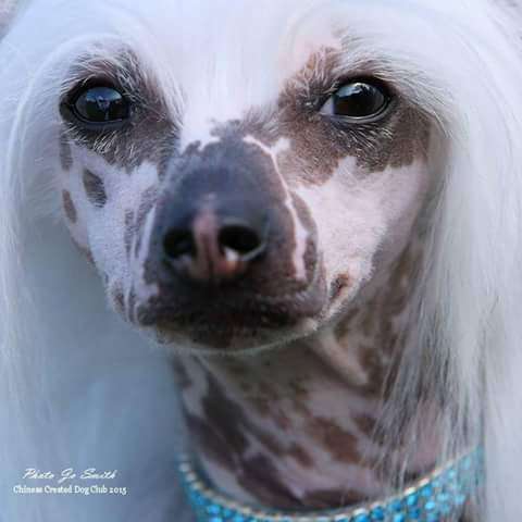 pufflepaws festive fester J.W.