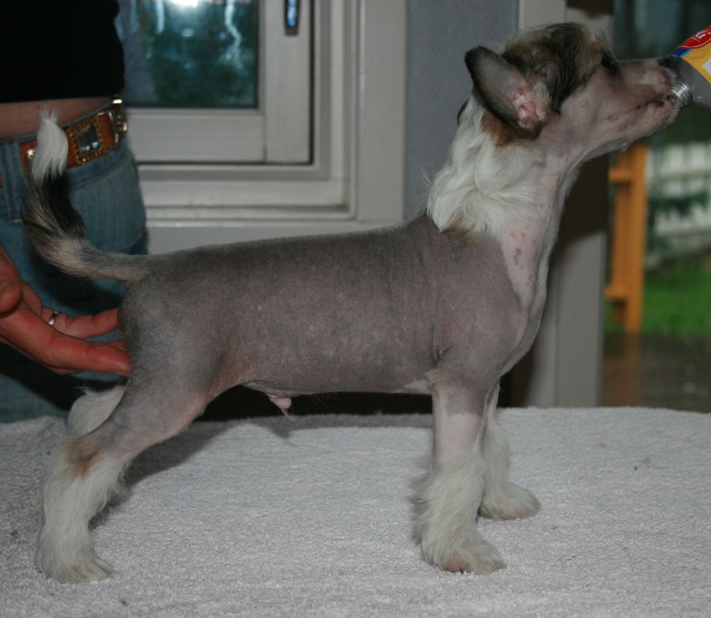 Urban Ultimax Avrina