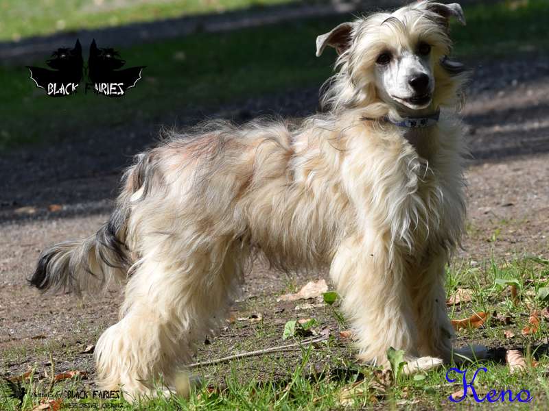 DreamDancer Keno from *BlackFairies*