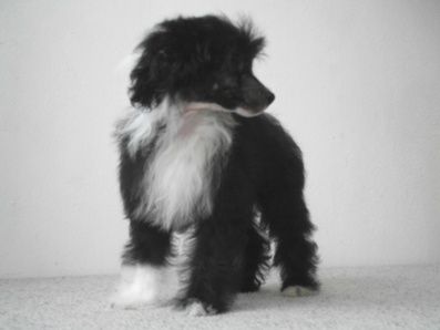 Laidley An Thaya  Al Maarii Sapphire