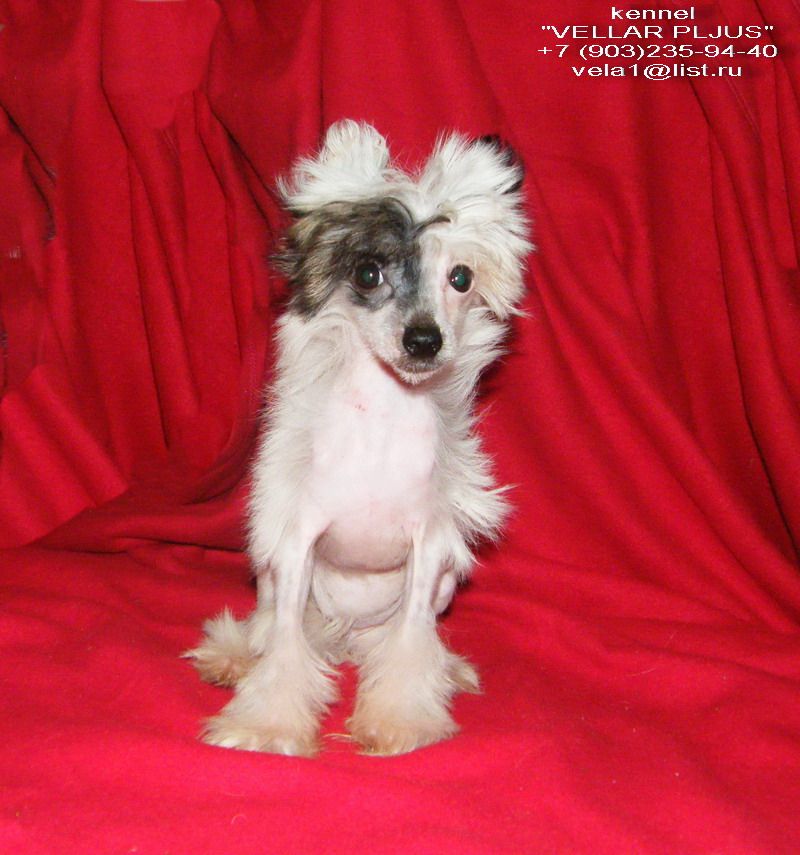 Vellar Pljus Liandra