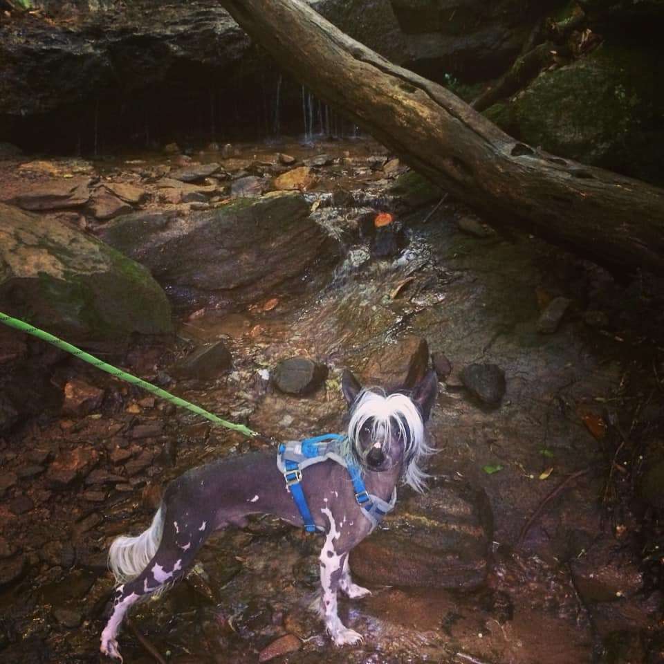 Axl Rose Sweet Child O Mine