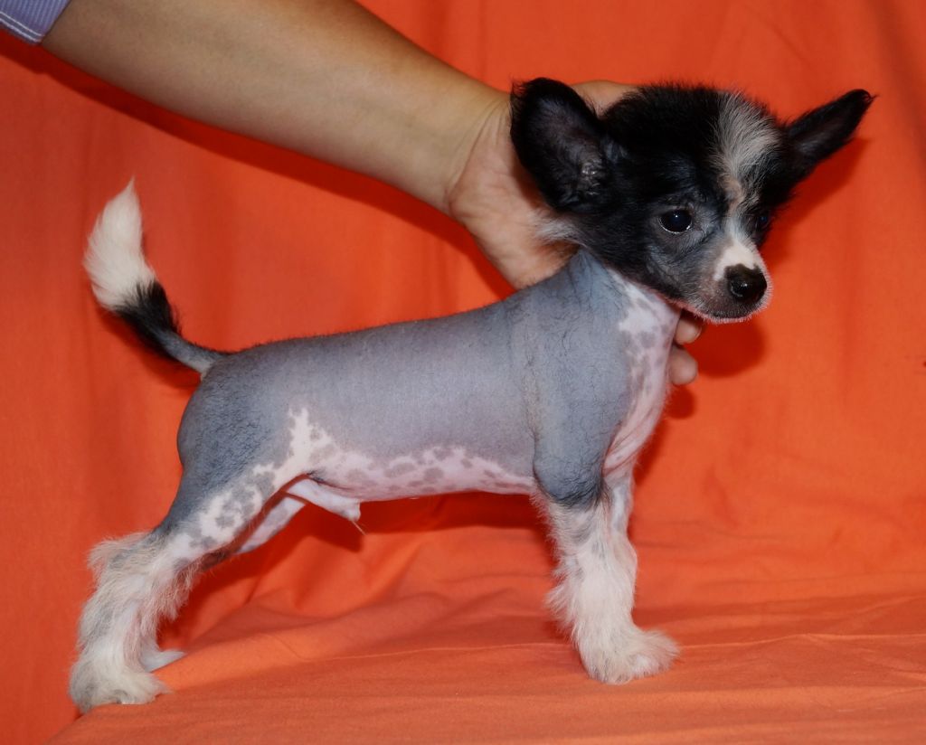 Rus Lorens Flamenco In My Heart