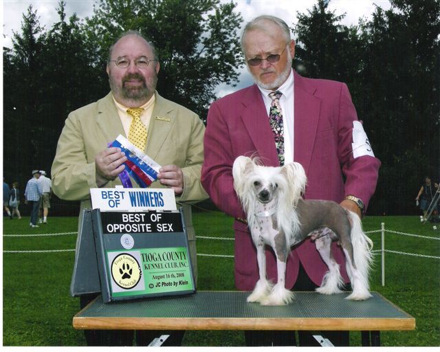 Am CH Can GrCh Jorivans Golden Sun Oden