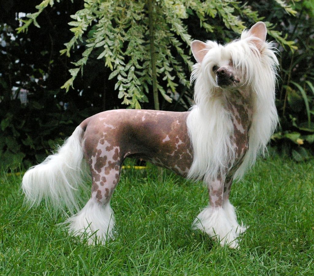 X-tra Small von Shinbashi