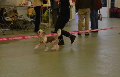 Bi-lav Plus Absolute Power