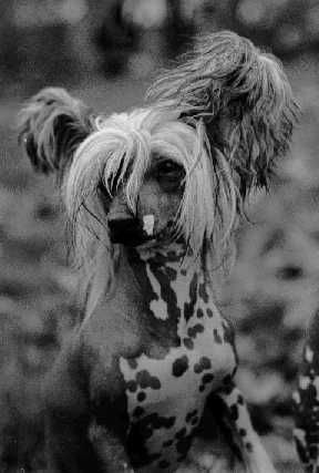 Sun-Hee's Jumping Jack Flash