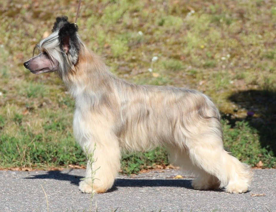 Golden Diamond Cresteds Welington