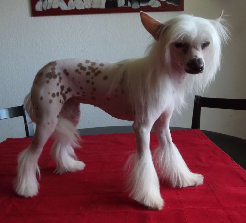 Dancing Queen of Candymoor Castle