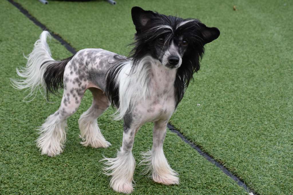 oraya of the loving dols