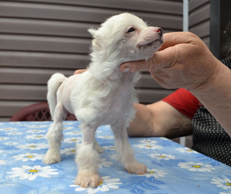 Vellar Pljus Cha Cha Lu