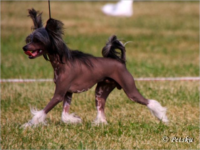 Kaunisvirran Ylpeyden Aihe