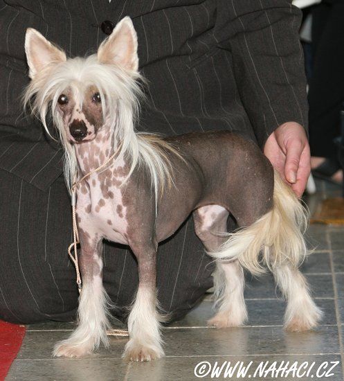 Lizzie Lee z Haliparku