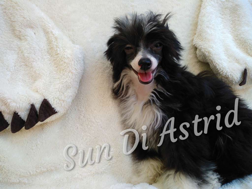 Aglaya Sun Di Astrid