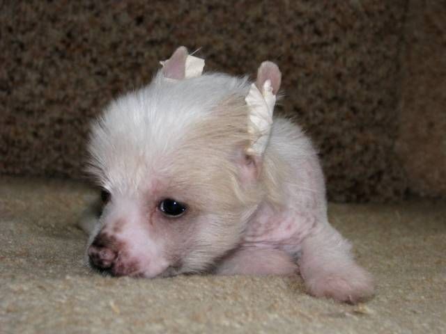 Nyu Art Uil'yam Zatselovannii V'yugoi