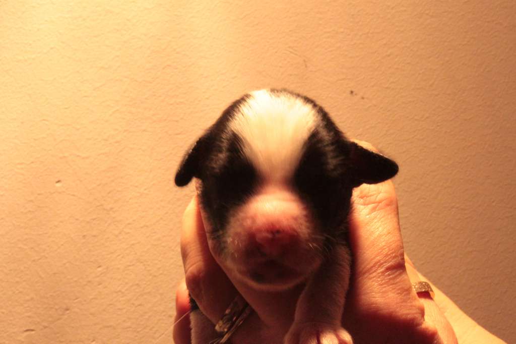 Allegranden Get A Grip