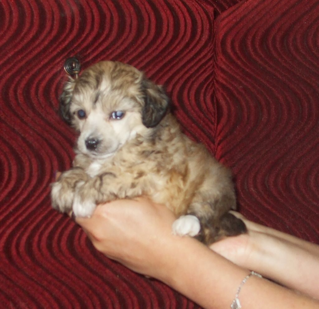 Unica z Jasne hvezdy 