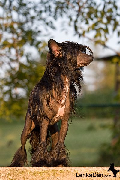 Taylor z Jasne hvezdy