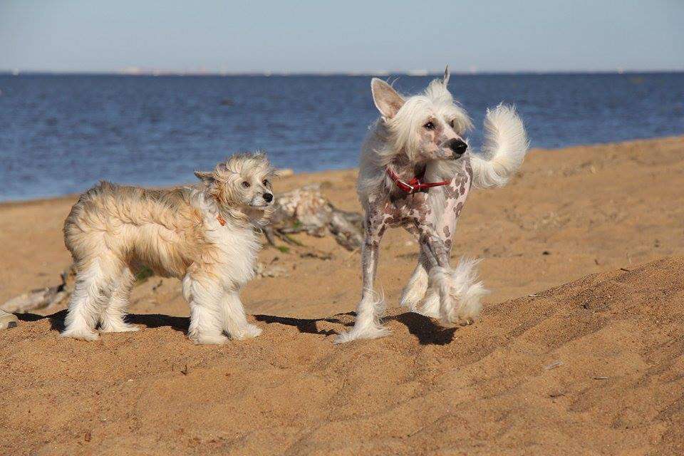 Landkris Istwood Excalibur