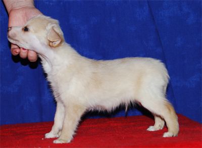 Sun Dan Citron Blizzard